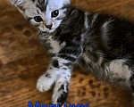Кошки в Ельце: Шотландский котенок  Мальчик, 2 500 руб. - фото 1