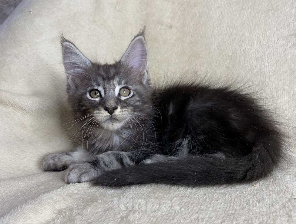 Кошки в Дмитрове: Черный серебристый мраморный мальчик мейн кун Xandu Мальчик, 30 000 руб. - фото 4