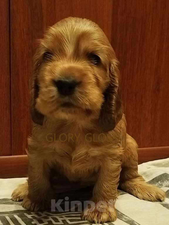 Собаки в Санкт-Петербурге: Английский кокер спаниель, документы РКФ Девочка, Бесплатно - фото 2