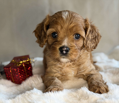 Мальчик Кавапу