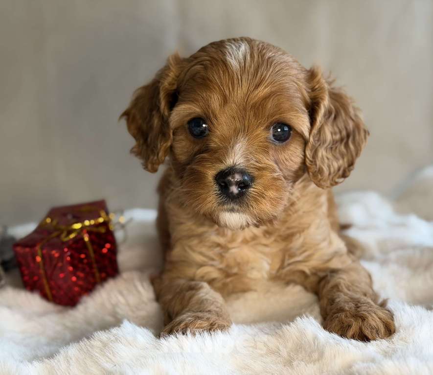 Собаки в Москве: Мальчик Кавапу Мальчик, 65 000 руб. - фото 1