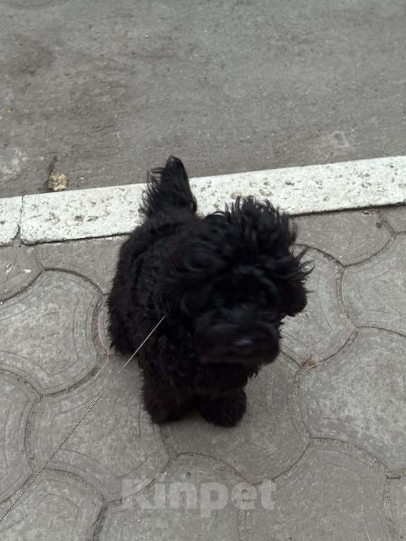 Собаки в Воронеже: Вязка Мальчик, Бесплатно - фото 2