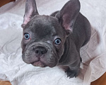 Собаки в Саратове: Продам щенка французского бульдога Мальчик, 35 000 руб. - фото 1