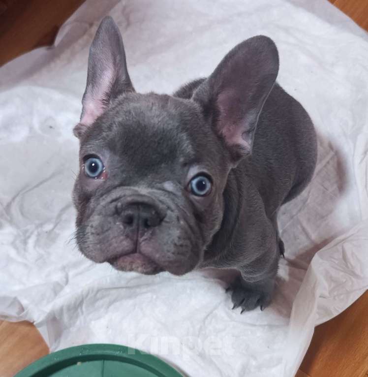 Собаки в Саратове: Продам щенка французского бульдога Мальчик, 35 000 руб. - фото 1