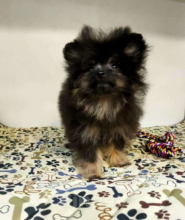 Собаки в Новокузнецке: Очаровательные девочки Йоркипу (f1) Девочка, Бесплатно - фото 2