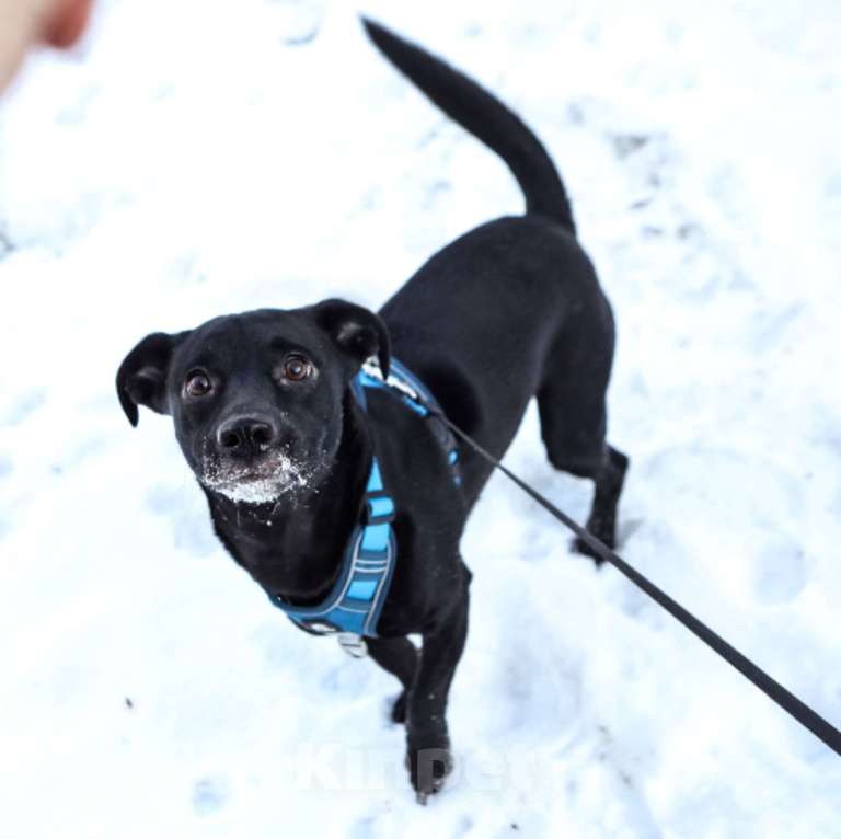 Собаки в Санкт-Петербурге: Коротколапый пес Бемби в добрые руки Мальчик, Бесплатно - фото 4