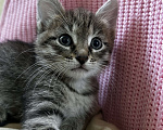Кошки в Брянске: Кошечка в добрые руки  Девочка, Бесплатно - фото 3