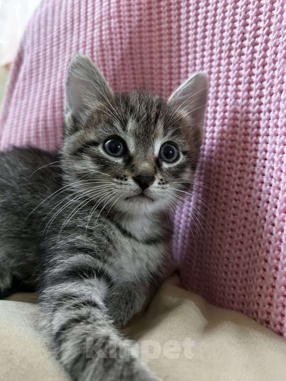 Кошки в Брянске: Кошечка в добрые руки  Девочка, Бесплатно - фото 3