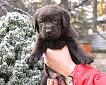 Собаки в Москве: Щенки лабрадора шоколадные  Девочка, Бесплатно - фото 7