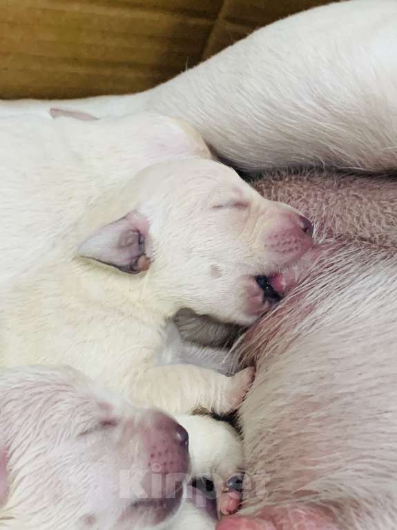 Собаки в Челябинске: Лабрадор Ретривер. Мальчик, 65 000 руб. - фото 3