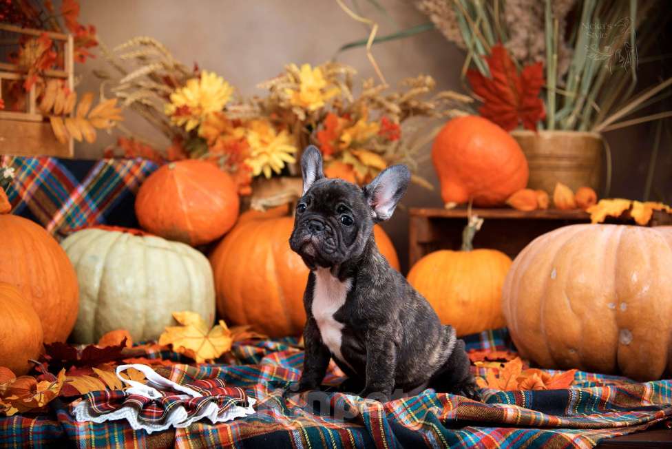 Собаки в Ростове-на-Дону: Готовы к переезду. Девочка, 35 000 руб. - фото 8