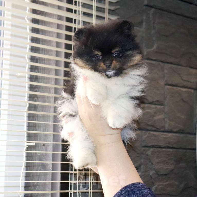 Собаки в Москве: Супер девочка шпица Девочка, 75 000 руб. - фото 5