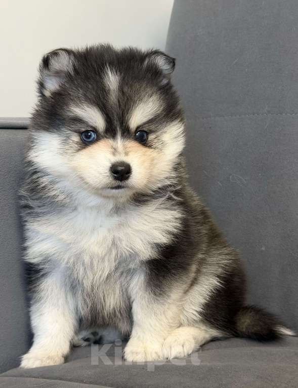 Собаки в Санкт-Петербурге: Девочка помски Девочка, 80 000 руб. - фото 2