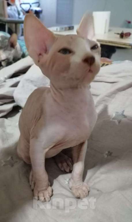 Кошки в Волжском: Котопёсик Мальчик, 6 000 руб. - фото 2