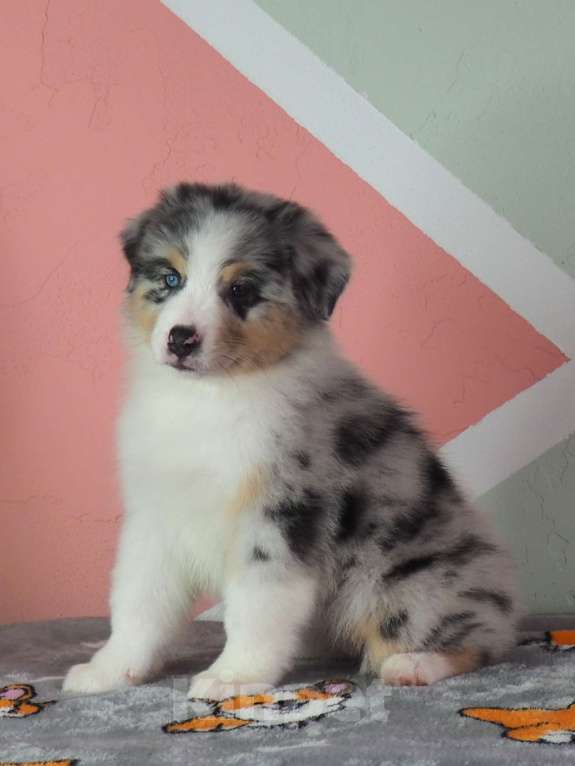 Собаки в Липецке: Австралийская овчарка Девочка, 130 000 руб. - фото 7