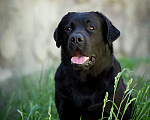 Собаки в Калуге: Черная девочка лабрадора высокого качества из питомника РКФ/FCI Девочка, Бесплатно - фото 3