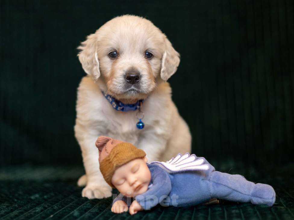 Собаки в других городах Московской области: золотистые ретриверы Мальчик, 80 000 руб. - фото 1