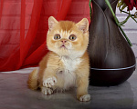 Кошки в Санкт-Петербурге: Британский солнечный котик Мальчик, 55 000 руб. - фото 1