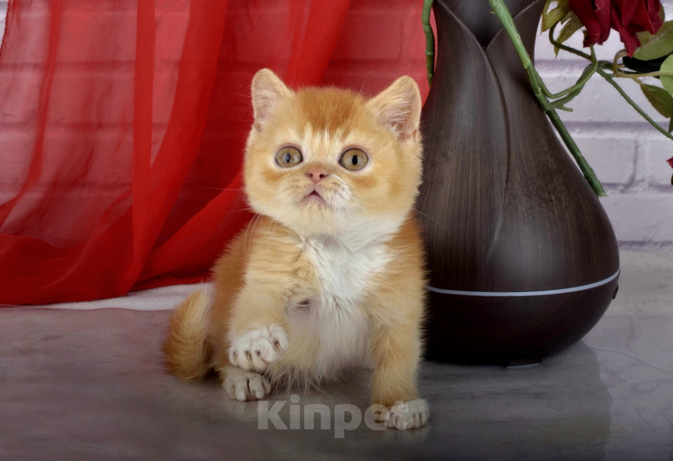 Кошки в Санкт-Петербурге: Британский солнечный котик Мальчик, 55 000 руб. - фото 1