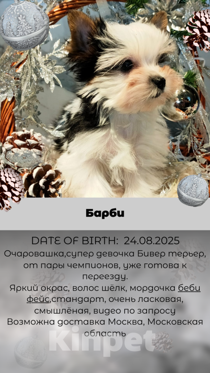 Собаки в других городах Московской области: Маленькое счастье Барби Девочка, 120 000 руб. - фото 4