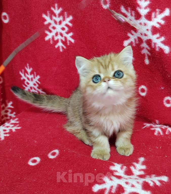 Кошки в Москве: Золотой мраморный котик Мальчик, 3 000 руб. - фото 8