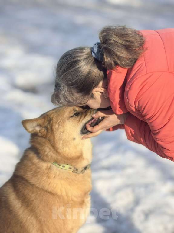 Собаки в Москве: Брутальный красавец Рич ищет хозяев! Мальчик, Бесплатно - фото 4