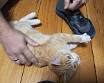 Кошки в Зеленограде: Карамельный котенок Мальчик, Бесплатно - фото 2