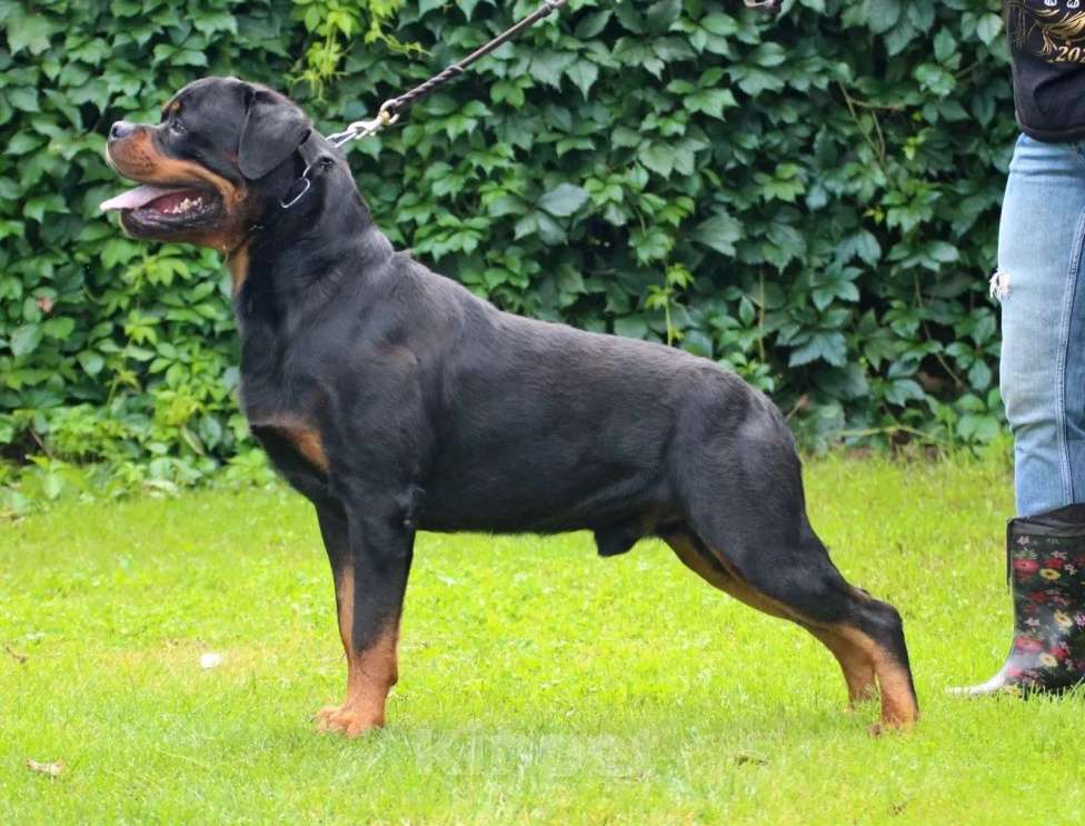 Собаки в Иркутске: Щенки ротвейлера Разнополые, Бесплатно - фото 3