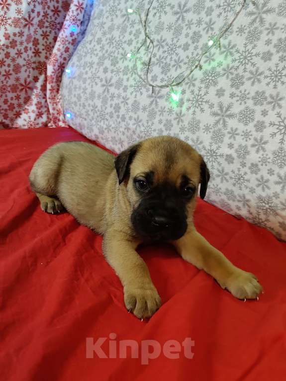 Собаки в других городах Краснодарского края: Кане-Корсо, щенок Девочка, 20 000 руб. - фото 3