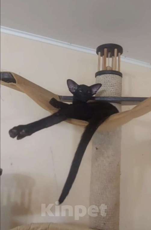 Кошки в Волгограде: Ориентальная кошка Девочка, Бесплатно - фото 2