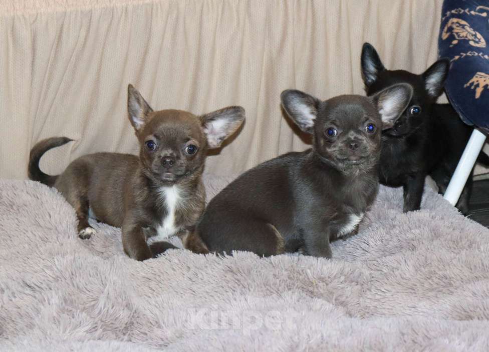 Собаки в Москве: Голубые Сестрички чихуахуа Девочка, 75 000 руб. - фото 7