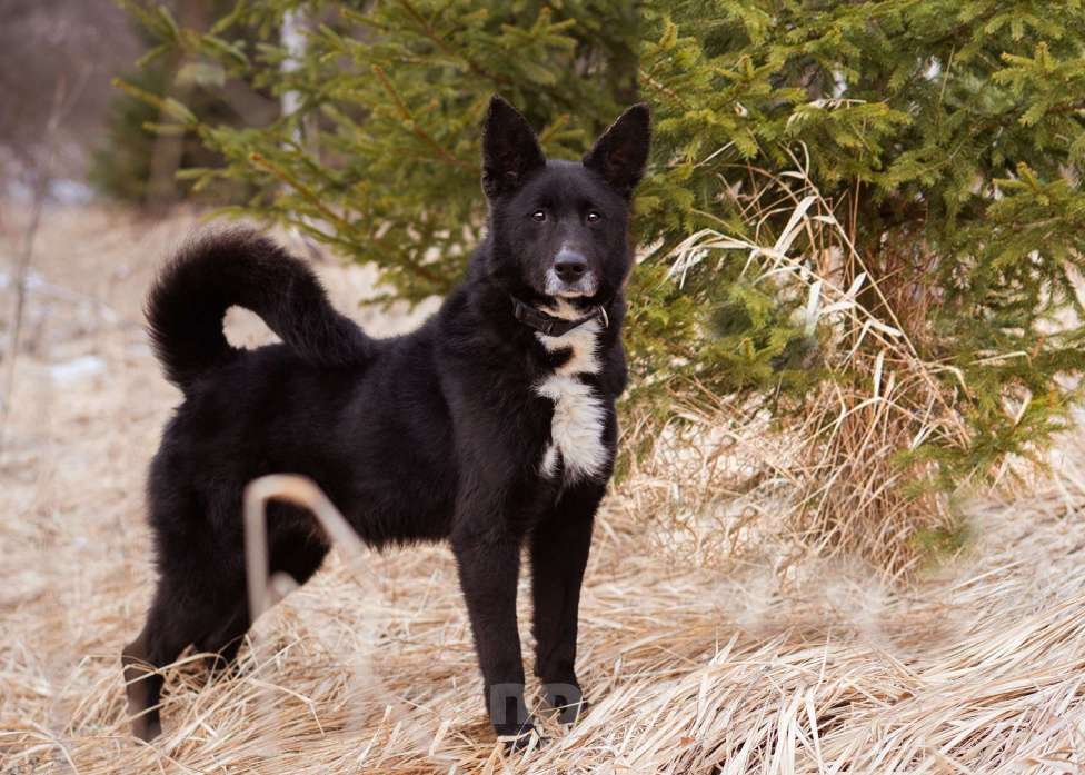 Собаки в Москве: Метис овчарки и лайки Мальчик, Бесплатно - фото 5