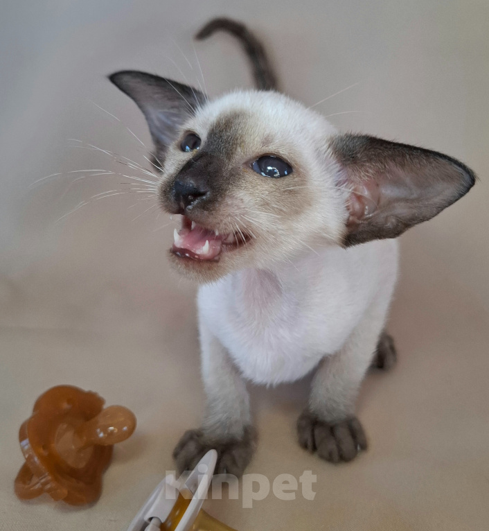 Кошки в Мурманске: Ориентальные котята 😺 Девочка, Бесплатно - фото 1