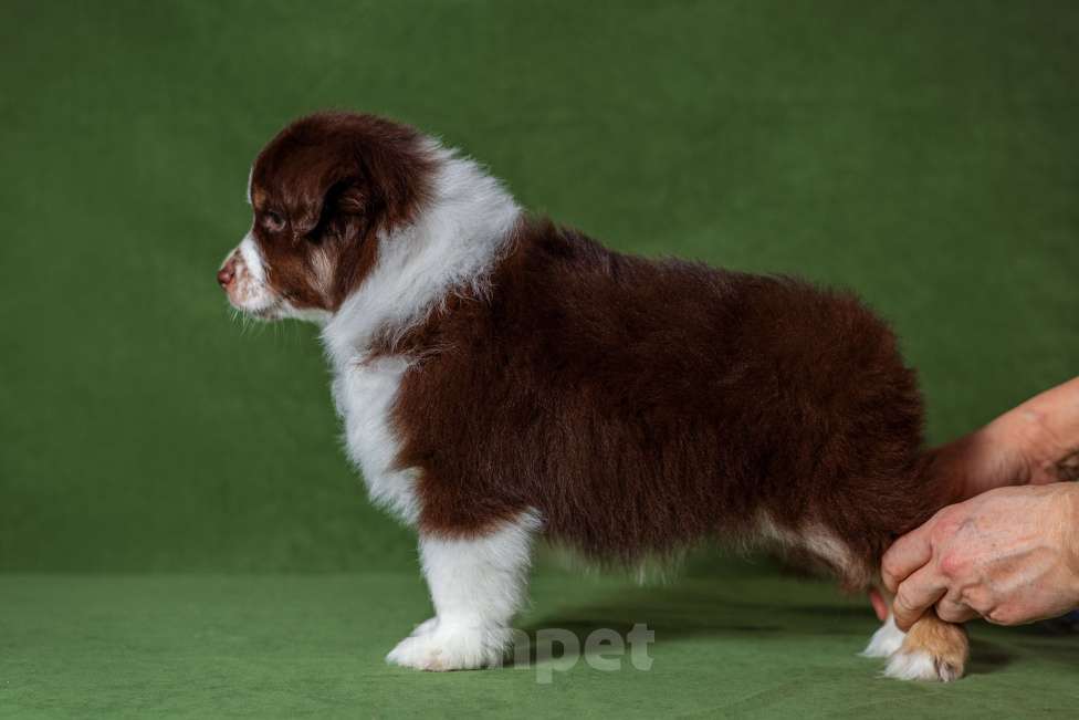 Собаки в Нижнем Новгороде: Питомник предлагает щенков Миниатюрной Американской овчарки Разнополые, Бесплатно - фото 8