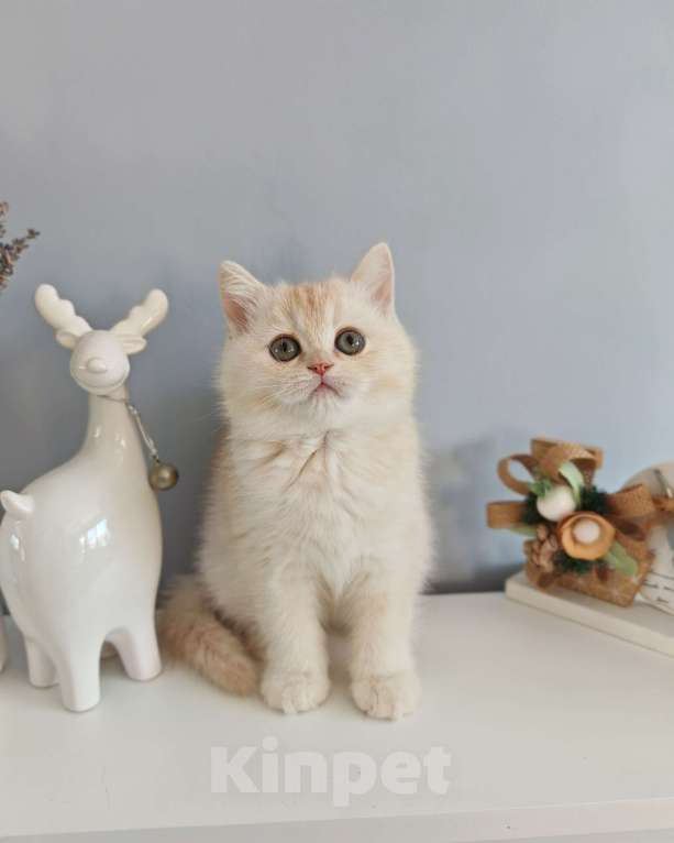 Кошки в Москве: Продается породистый шотландский мальчик Мальчик, 60 000 руб. - фото 2