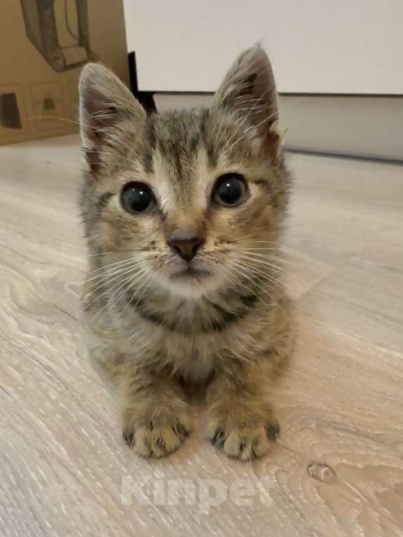 Кошки в Москве: Котенок-мальчик СРОЧНО ищет дом. Бесплатно в добрые руки Мальчик, Бесплатно - фото 4