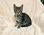 Кошки в Казани: Котенок мальчик Мальчик, Бесплатно - фото 1