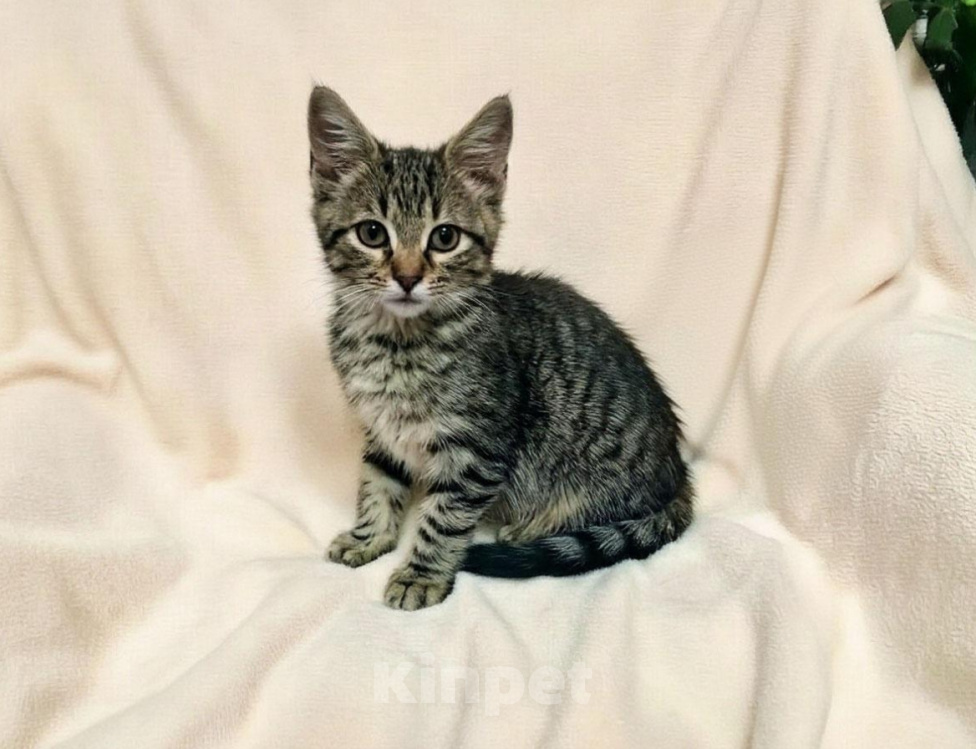 Кошки в Казани: Котенок мальчик Мальчик, Бесплатно - фото 1