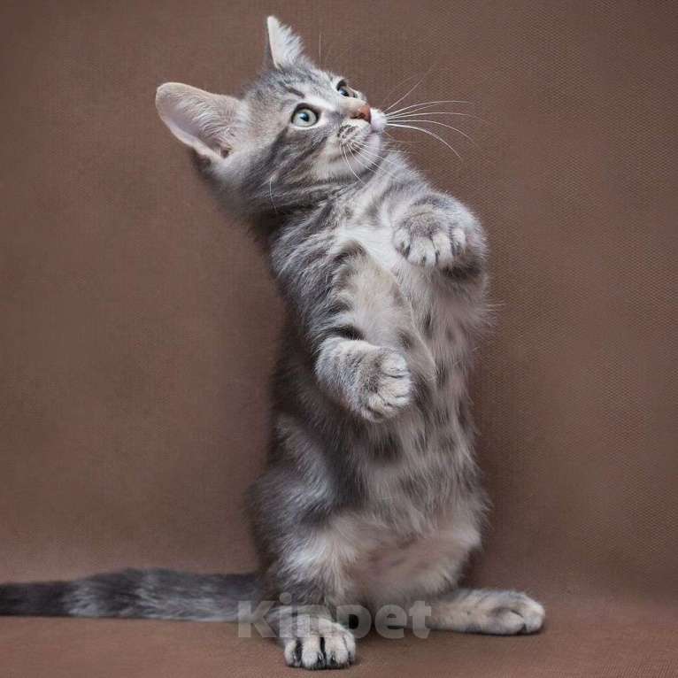 Кошки в Москве: Серебряный котенок в бенгальскую полосочку Мальчик, Бесплатно - фото 5