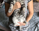 Кошки в Новокузнецке: ВЯЗКА, 1 000 руб. - фото 6