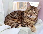 Кошки в Москве: Бенгальский кот Мальчик, 12 000 руб. - фото 5