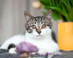 Кошки в Москве: 3 очаровательных разноцветных котенка в дар Мальчик, Бесплатно - фото 10