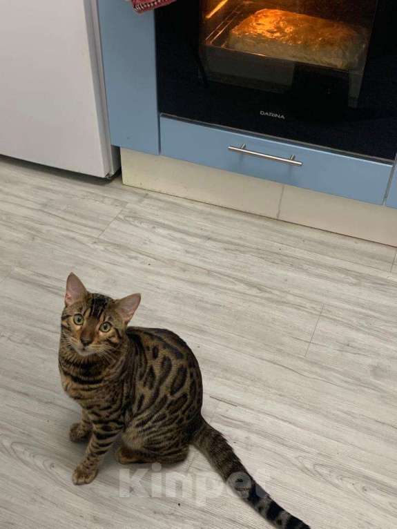 Кошки в Москве: Случка Мальчик, 6 000 руб. - фото 2