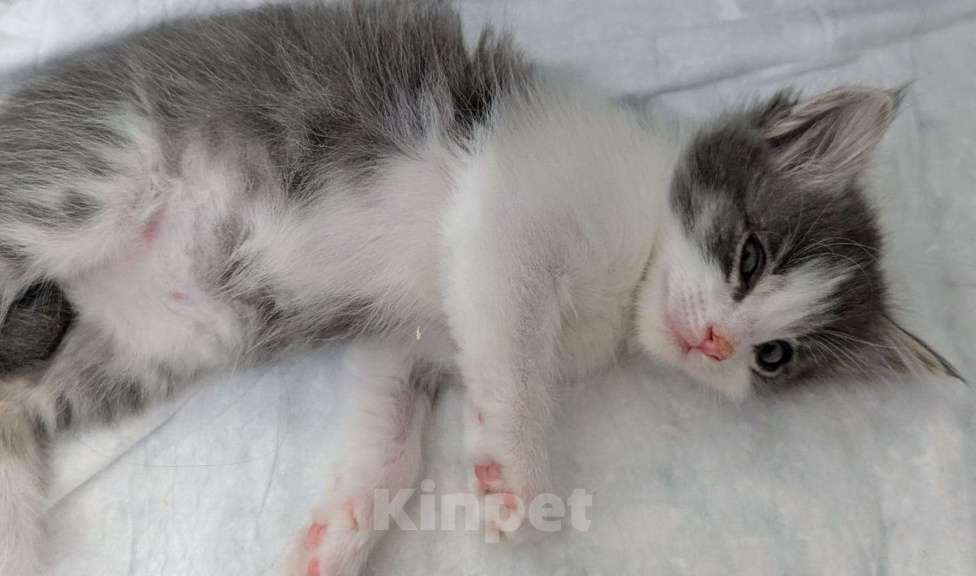 Кошки в Москве: Котенок мальчик Мальчик, Бесплатно - фото 1
