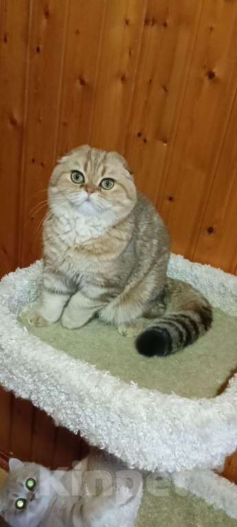 Кошки в Москве: Зеленоглазый золотой мраморный котик Мальчик, 25 000 руб. - фото 2