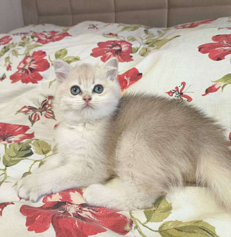 Редкая голубая Золотая шиншилла