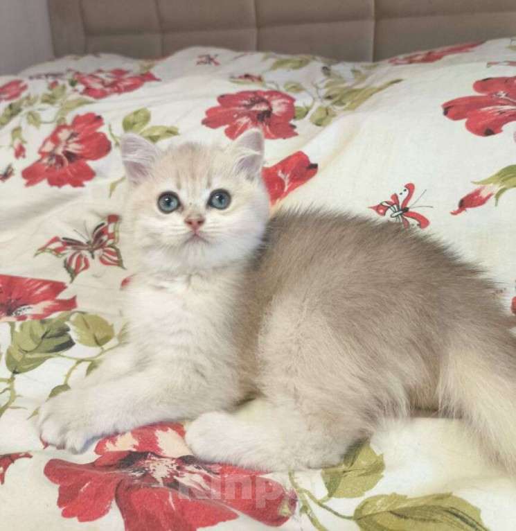 Кошки в Москве: Редкая голубая Золотая шиншилла Девочка, 45 000 руб. - фото 1