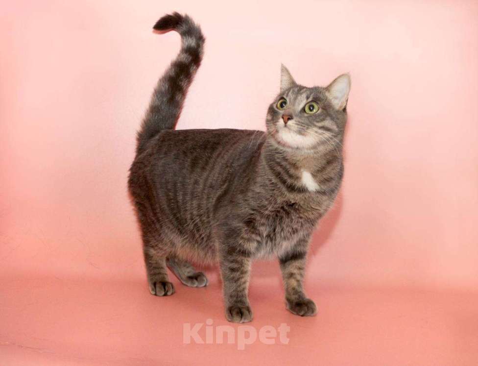 Кошки в Москве: кошка Шанти ищет дом Девочка, Бесплатно - фото 3