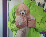 Собаки в Керчи: Щенок той пуделя Нео Мальчик, 50 000 руб. - фото 3
