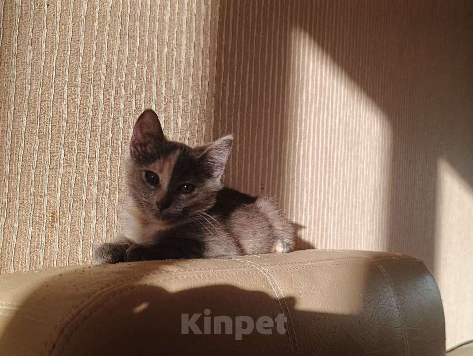 Кошки в других городах Московской области: Малышка Ника в добрые руки Девочка, Бесплатно - фото 5